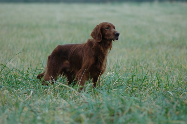 Hutch d'Hurtevent